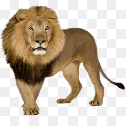 Lion Png Lion Head Lion Logo Lion Drawing Lion Silhouette Cute