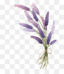 Lavender PNG & Lavender Transparent Clipart Free Download - English