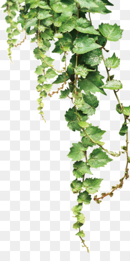 Vine PNG & Vine Transparent Clipart Free Download - Te No Stock