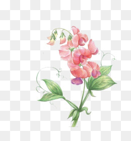 Free download Sweet pea Flower Icon - Sweet pea png.