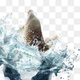 Free download Fish Water Euclidean vector - Carp swimming png.