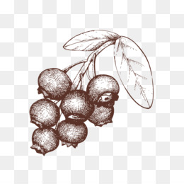 25+ Inspirasi Keren Sketsa Buah Blueberry - The Toosh