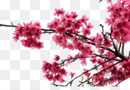 Cherry blossom Flower - Japanese cherry blossoms png download - 658*991