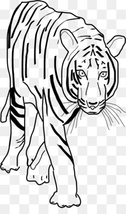 Kumpulan gambar untuk Belajar mewarnai Gambar Harimau 