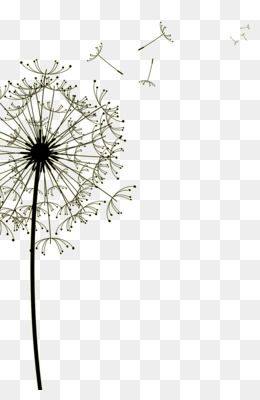 images to draw cartoon how Drawing download png  Dandelion 1006   Clip art  Dandelion