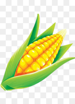 Maize Cartoon - corn png download - 534*1024 - Free Transparent Maize
