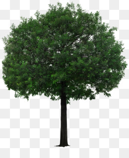 Tree Qiaomu Download - tree png download - 3311*2443 - Free Transparent