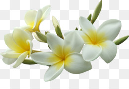 Free download Petal Flower Frangipani Plant - flowers png.