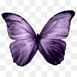 Buterfly PNG and Buterfly Transparent Clipart Free Download.