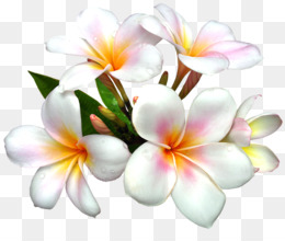 Free download Flower White Clip art - Flowers png.