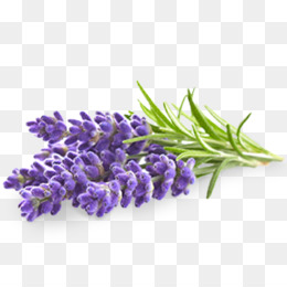 Lavender PNG Lavender Transparent Clipart Free Download 