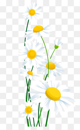 Daisy PNG & Daisy Transparent Clipart Free Download - Common daisy