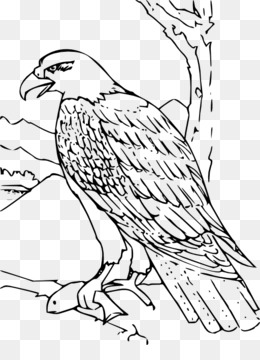 Bald Eagle Philippine Eagle Clip art - Outline Of Eagle png download