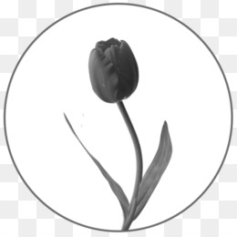 18+ gambar bunga tulip hitam - galeri bunga hd
