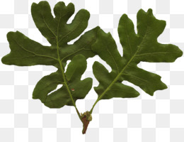 Tree River birch Quercus bicolor Bur oak Leaf - oak png download - 1498