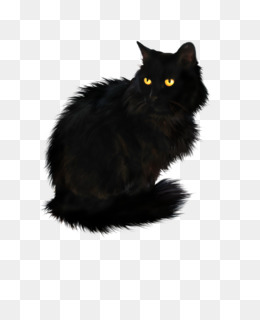 Free Download Persian Cat British Longhair Black Cat British