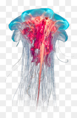 Google Image Result For Https Icon2 Kisspng Com 20180421 Ave Kisspng Lion S Mane Jellyfish Ocean Box Jellyfish Jellyfish 5ad Wind Sock Image Types Tide Pools