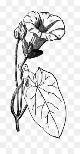 Botany Botanical illustration Wildflower Clip art - botanical png