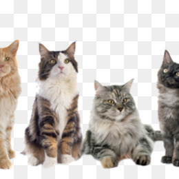 Free Download Maine Coon Bengal Cat Raccoon Bernese Mountain Dog