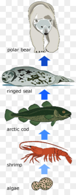 Food web Ecological pyramid Food chain Ecosystem Ecology ... diagram of arctic fox 