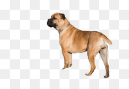 Free Download Bullmastiff Dog Breed Boerboel English Mastiff