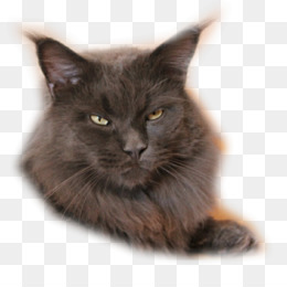Free Download Javanese Cat Maine Coon Nebelung Asian Semi