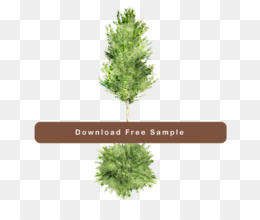 Tree Plan File viewer - tree top view png download - 500*500 - Free