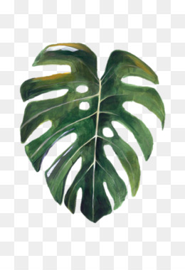 tropical leaves png download - 1024*1024 - Free Transparent Leaf png ...