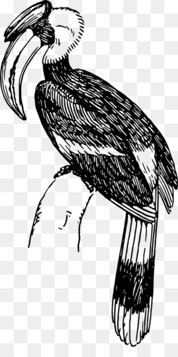  Gambar  Burung  Rangkong Kartun Gambar  Burung 