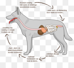 Sistem Pencernaan Anjing 