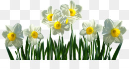 Tulip PNG & Tulip Transparent Clipart Free Download - Indira Gandhi