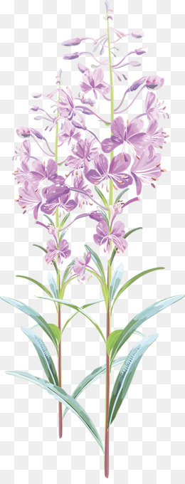 Lavender PNG & Lavender Transparent Clipart Free Download - Floral