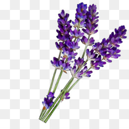 Gambar Bunga Lavender Kartun  Kumpulan Gambar Bunga 
